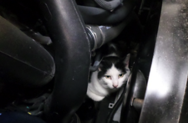 Cat Survives 160 Miles Stuck Under The Bonnet Of A Mercedes Garage Wire 