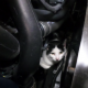 Cat survives 160 miles stuck under the bonnet of a Mercedes