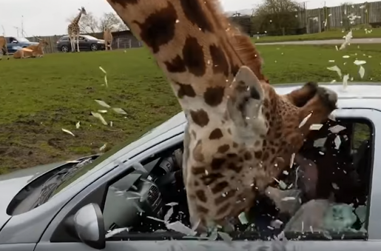 Watch: Shock as car window smashes on giraffe’s head at safari park