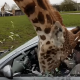 Watch: Shock as car window smashes on giraffe’s head at safari park