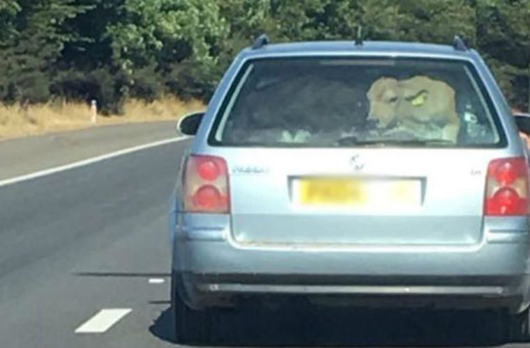 Police investigate reports of “cow in car boot” on M4