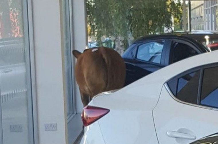 Cow causes hundreds of pounds worth of damage at main dealer