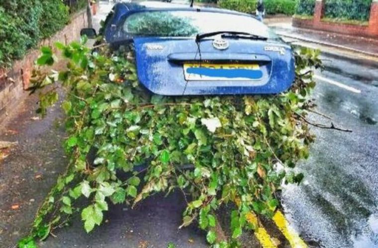 “Absolute madness” as driver stuffs car with branches