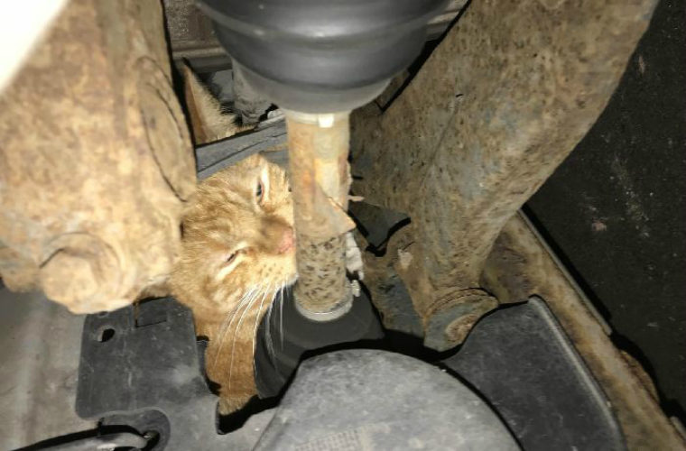 Cat found after taking refuge in two car engine compartments