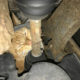 Cat found after taking refuge in two car engine compartments