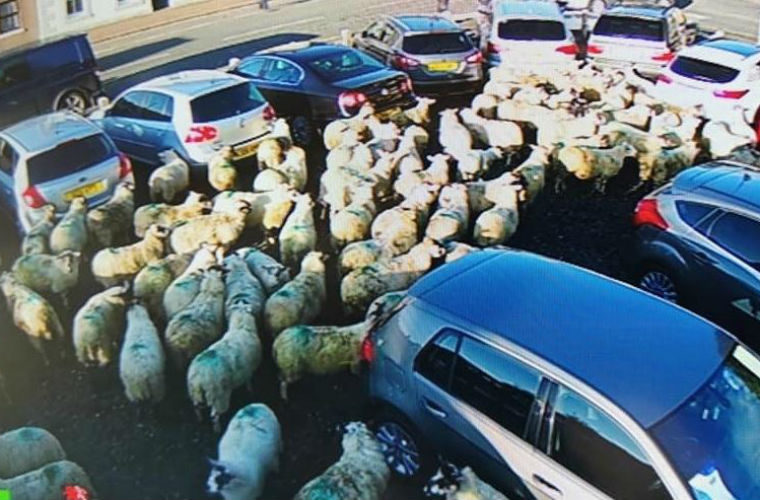 Tractor trailer topples over leaving 170 sheep on garage forecourt