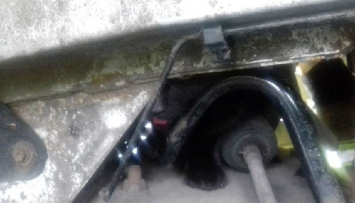 Three mechanics and fire service called in to help save cat from engine bay
