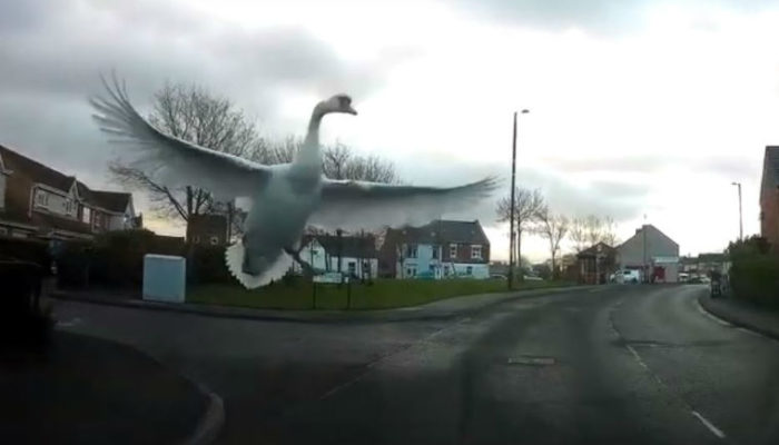 Video: Swan smashes van windscreen while coming into land
