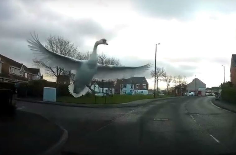 Video: Swan smashes van windscreen while coming into land