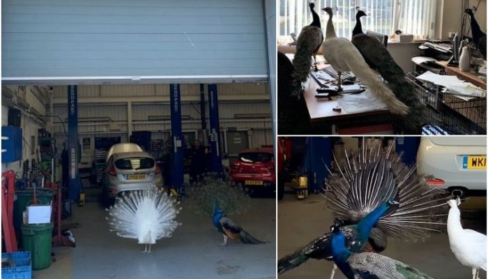 Peacocks invade garage workshop during partial lockdown closure
