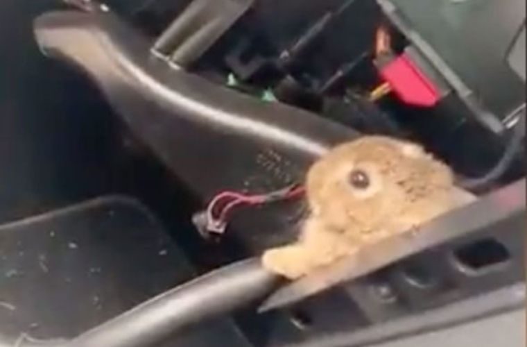 Rabbit pulled from behind dashboard after customer reported ‘funny noise’