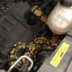 Tester finds python under bonnet during MOT