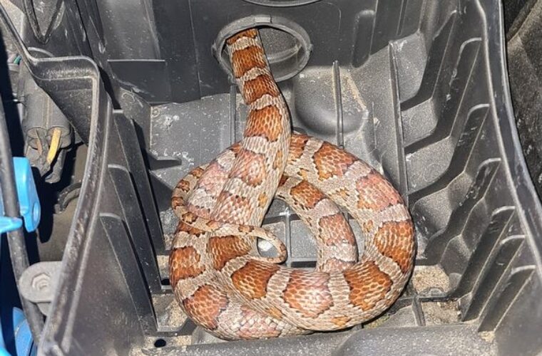 Snake found in Ford Focus air intake - Garage Wire