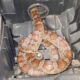 Snake found in Ford Focus air intake