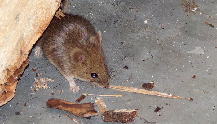 Scottish garage mourns loss of much-loved mouse