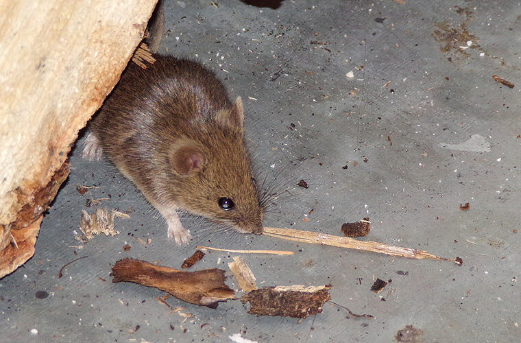 Scottish garage mourns loss of much-loved mouse