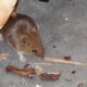 Scottish garage mourns loss of much-loved mouse