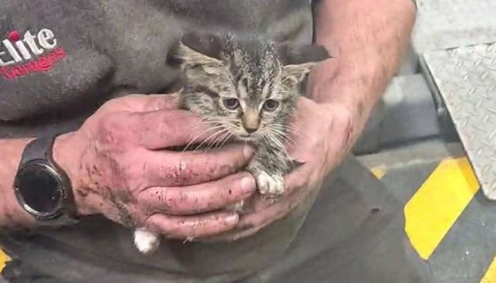 Kitten saved from brake rollers