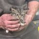 Kitten saved from brake rollers